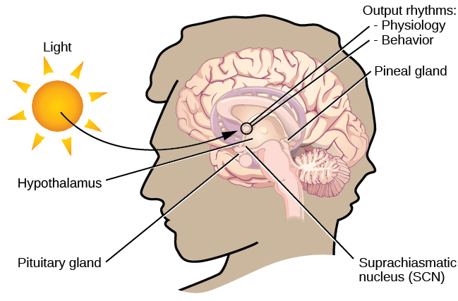 cnx_psych_04_01_scn