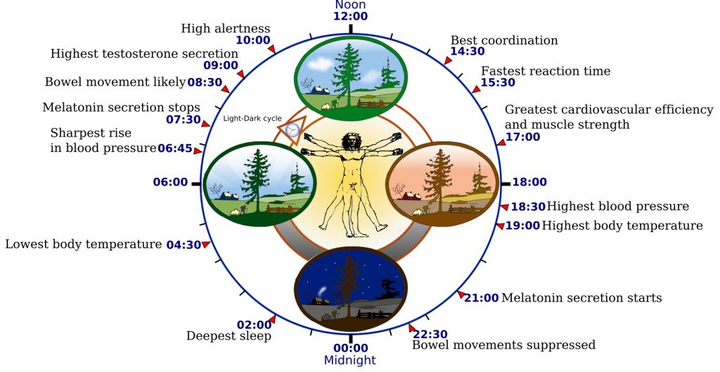 1920px-Biological_clock_human