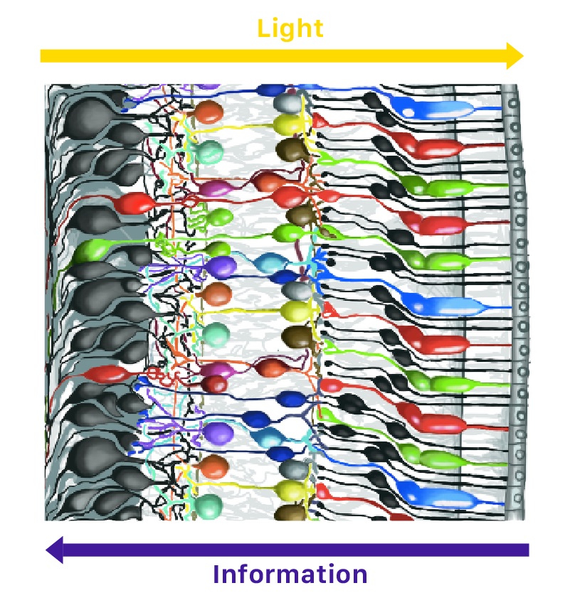 retina layers liberlight