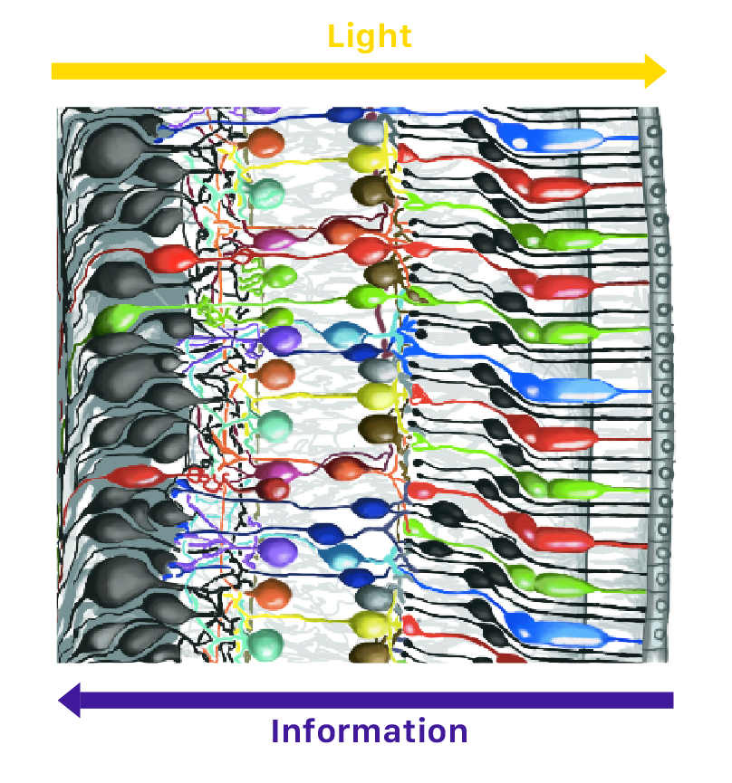 retina layers liberlight