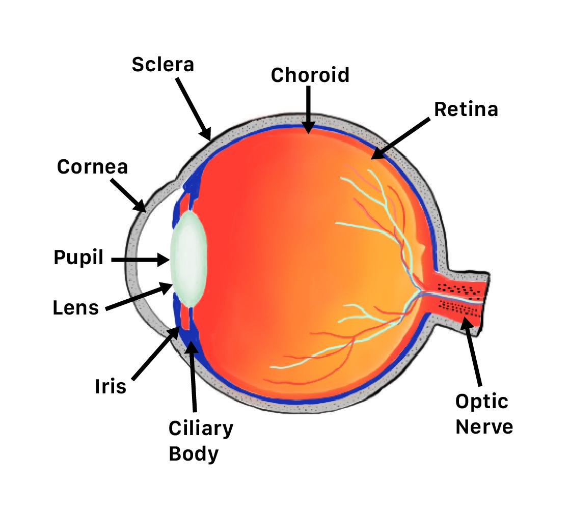 retina parts of the eye liberlight